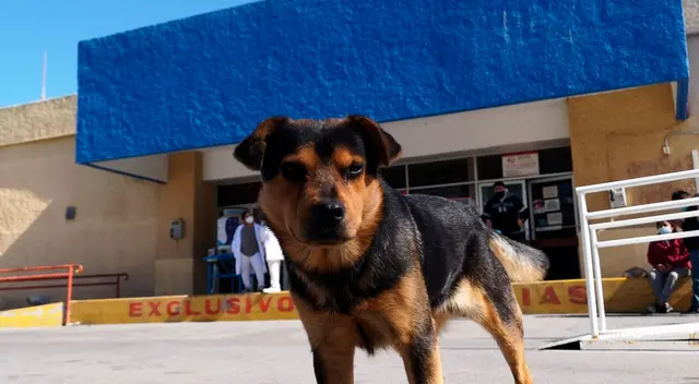 Covito es dócil con todas las personas que se acercan a acariciarlo.