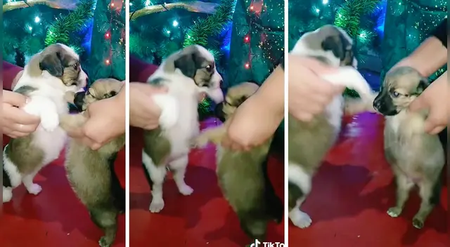 El clip cuenta con miles de reproducciones en TikTok.