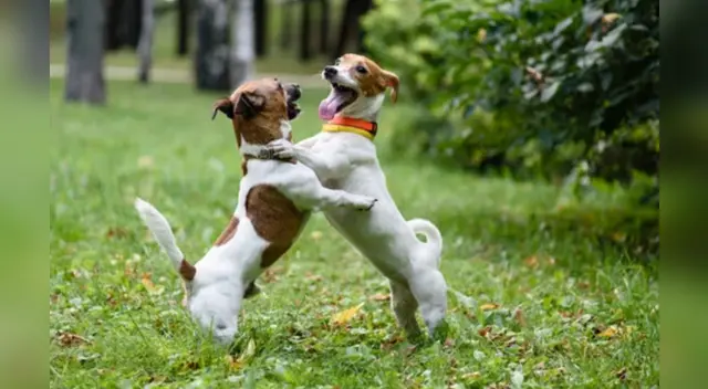 La escena causó la risa de varios usuarios en las redes sociales.