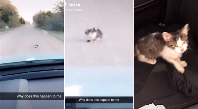 El gatito fue abandonado por sus antiguos dueños en medio de una pista. El gatito fue abandonado por sus antiguos dueños en medio de una pista.