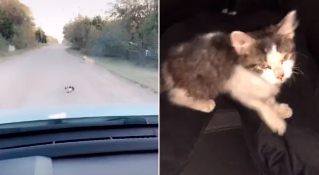 El gatito fue abandonado por sus antiguos dueños en medio de una pista. El gatito fue abandonado por sus antiguos dueños en medio de una pista.