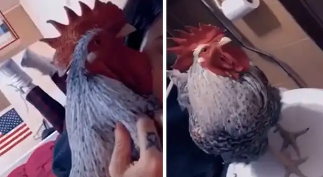 Joven muestra las ventajas de tener un gallo y el video causa furor