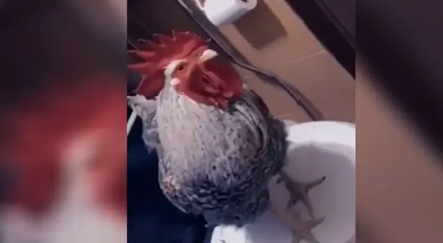 Joven muestra las ventajas de tener un gallo y el video causa furor