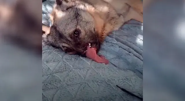 Perrito se salva luego de ser atropellado por un tren Perrito se salva luego de ser atropellado por un tren