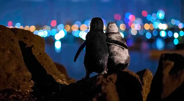 Los pingüinos perdieron a sus parejas y parecen consolarse el uno al otro. Los pingüinos perdieron a sus parejas y parecen consolarse el uno al otro.