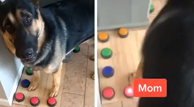 Perrito ‘habla’ con un dispositivo de voz y cautiva a los usuarios de TikTok Perrito ‘habla’ con un dispositivo de voz y cautiva a los usuarios de TikTok