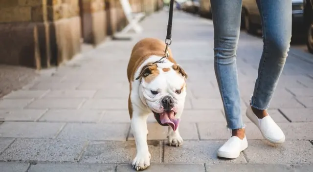 Un golpe de calor podría necesitar de tratamiento médico por la deshidratación. Siempre consulta con tu veterinario. Un golpe de calor podría necesitar de tratamiento médico por la deshidratación. Siempre consulta con tu veterinario.