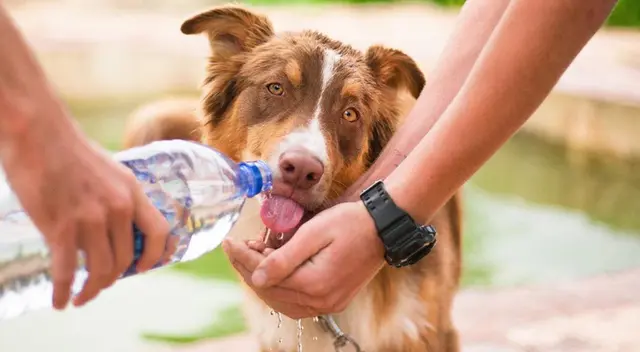 Un golpe de calor podría necesitar de tratamiento médico por la deshidratación. Siempre consulta con tu veterinario. Un golpe de calor podría necesitar de tratamiento médico por la deshidratación. Siempre consulta con tu veterinario.