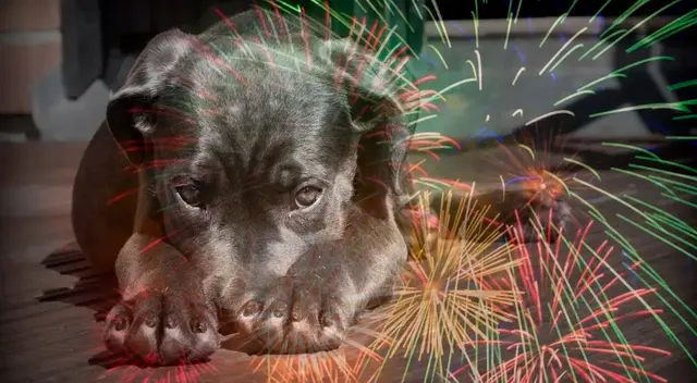 Los perros y gatos cuentan con un oído mucho más desarrollados que de los humanos, por lo tanto, sufren mucho más al iniciar los pirotécnicos en fiesta de fin de año.