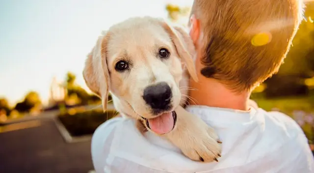 Perrito llega a casa con las cejas pintadas y causa ‘alboroto’ en las redes sociales