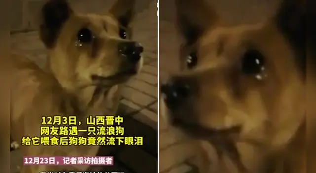 La emotiva escena se ha robado el corazón de miles de usuarios en las redes sociales.