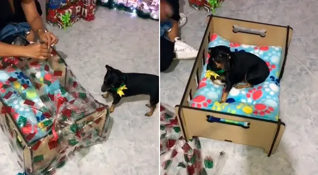 La cachorra recibió una cama nueva como regalo de Navidad.