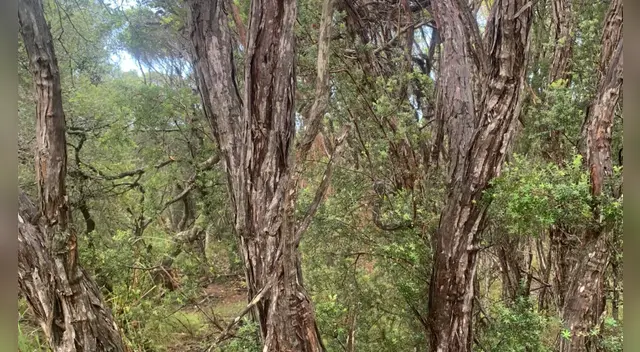 Solo tienes 10 segundos para dar con la respuesta.