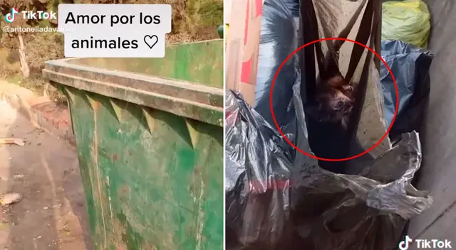 El gatito estaba en el interior de una bolsa de basura. El gatito estaba en el interior de una bolsa de basura.