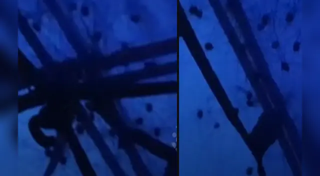 La escena ha impresionado a miles de internautas en las redes sociales.