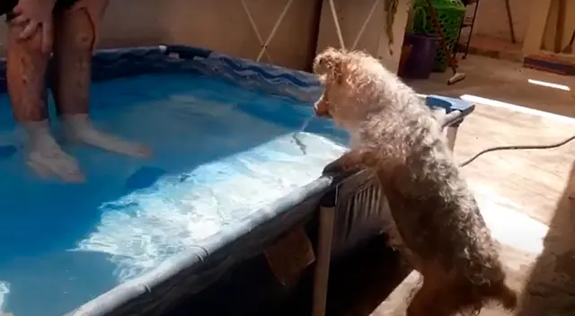 La emoción de un perrito al ingresar a una piscina luego de que perdiera la vista La emoción de un perrito al ingresar a una piscina luego de que perdiera la vista