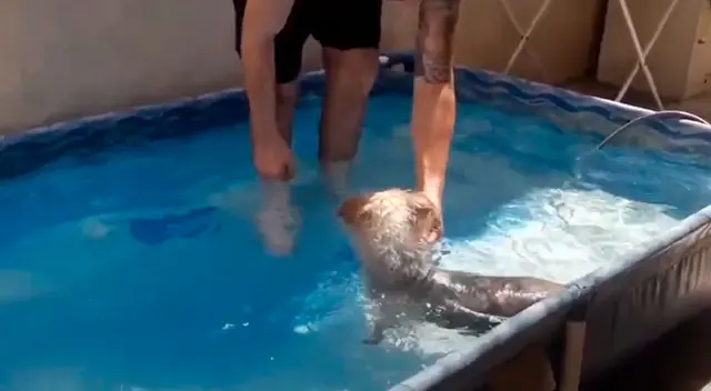 La emoción de un perrito al ingresar a una piscina luego de que perdiera la vista La emoción de un perrito al ingresar a una piscina luego de que perdiera la vista
