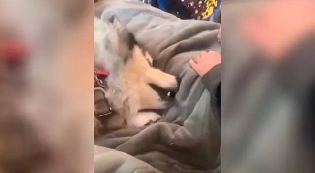 La dramática reacción de un perrito al escuchar que es adoptado