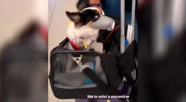 Joven encuentra a un perrito en el aeropuerto utilizando una curiosa mascarilla Joven encuentra a un perrito en el aeropuerto utilizando una curiosa mascarilla