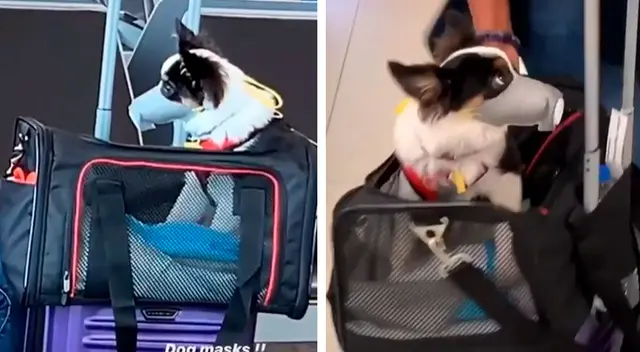 Joven encuentra a un perrito en el aeropuerto utilizando una curiosa mascarilla Joven encuentra a un perrito en el aeropuerto utilizando una curiosa mascarilla