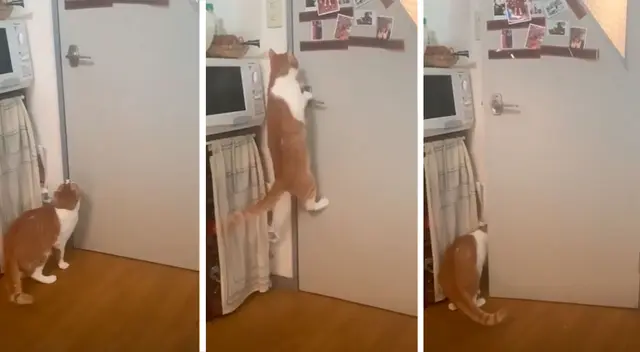 Gatito inteligente aprendió a abrir la puerta de su casa Gatito inteligente aprendió a abrir la puerta de su casa