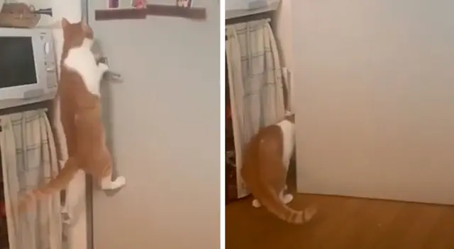 Gatito inteligente aprendió a abrir la puerta de su casa Gatito inteligente aprendió a abrir la puerta de su casa