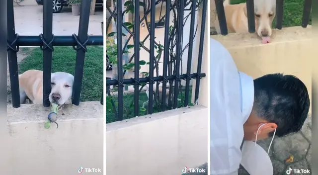 El clip cuenta con miles de reproducciones en TikTok. El clip cuenta con miles de reproducciones en TikTok.