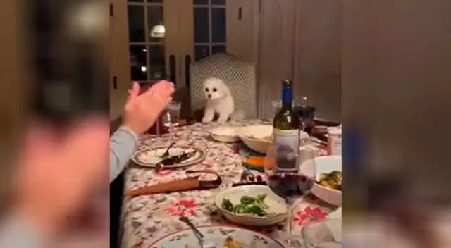 La tierna reacción de un perrito al ver que su familia lo está aplaudiendo La tierna reacción de un perrito al ver que su familia lo está aplaudiendo