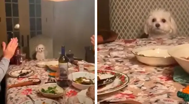 La tierna reacción de un perrito al ver que su familia lo está aplaudiendo La tierna reacción de un perrito al ver que su familia lo está aplaudiendo