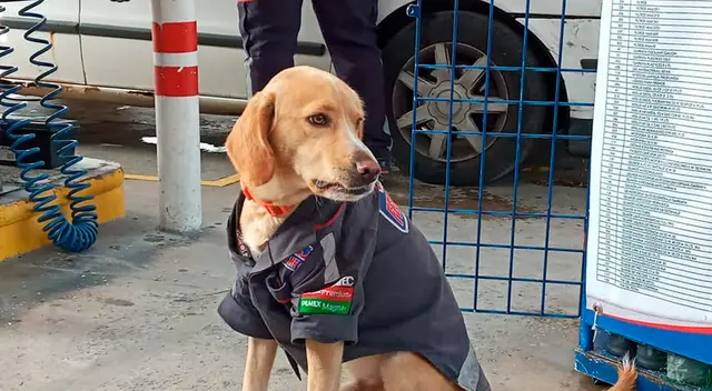 Chile es el engreído de la gasolinera. Chile es el engreído de la gasolinera.