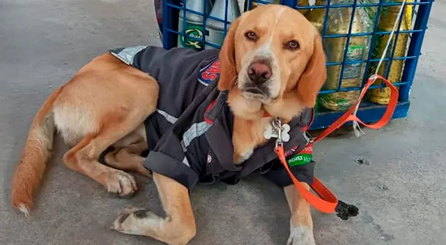 Chile luce su informe de perro gasolinero. Chile luce su informe de perro gasolinero.