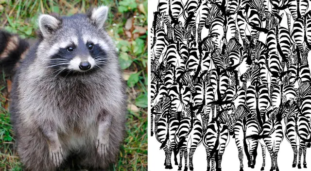 ¿Dónde está el mapache? ¿Dónde está el mapache?