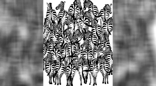 ¿Dónde está el mapache? ¿Dónde está el mapache?