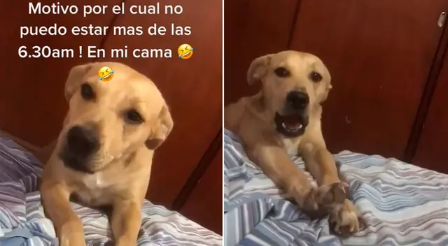 El perrito se subió a la cama para conseguir que su dueña le dé su desayuno. El perrito se subió a la cama para conseguir que su dueña le dé su desayuno.