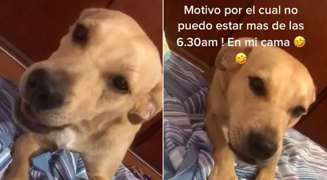 El perrito se subió a la cama para conseguir que su dueña le dé su desayuno. El perrito se subió a la cama para conseguir que su dueña le dé su desayuno.