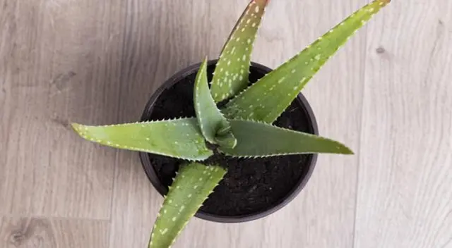 Conoce los mejores rituales para este Año Nuevo. Conoce los mejores rituales para este Año Nuevo.