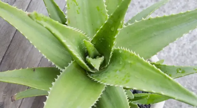 Conoce los mejores rituales para este Año Nuevo. Conoce los mejores rituales para este Año Nuevo.