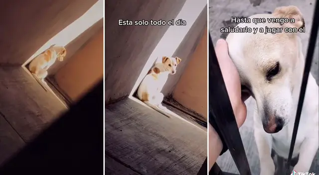 El joven se han convertido en el único amigo del perrito.