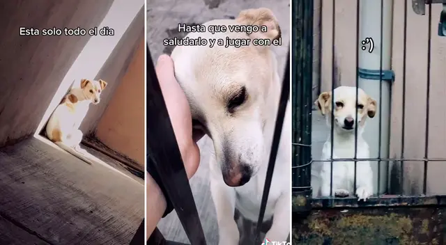 El joven se han convertido en el único amigo del perrito.