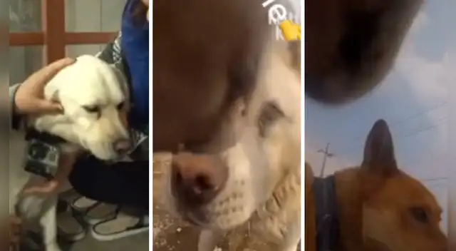 El clip cuenta con miles de reproducciones en TikTok.
