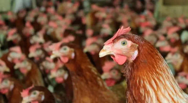 Todo comenzó tras un rumor de que el dueño de la finca Guayepo había sido encarcelado.