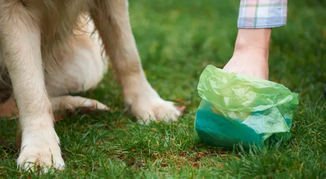 Algunos perros se sienten atraídos por el olor de la comida no digerida en las heces. Algunos perros se sienten atraídos por el olor de la comida no digerida en las heces.