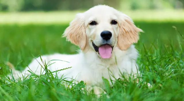 Consulta con tu veterinario cómo puedes regular este comportamiento. Consulta con tu veterinario cómo puedes regular este comportamiento.