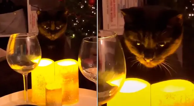 El divertido video logró obtener más de 1 millón de reproducciones en TikTok. El divertido video logró obtener más de 1 millón de reproducciones en TikTok.