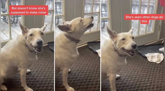 El clip cuenta con miles de reproducciones en TikTok.