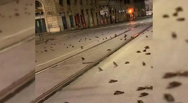 Las aves fueron halladas cerca de la estación de tren de Roma.