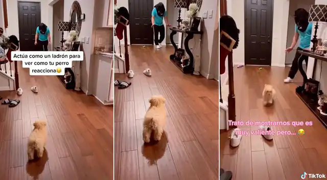 El perrito se asustó al ver a su dueño encapuchado, quien fingió ser ladrón.