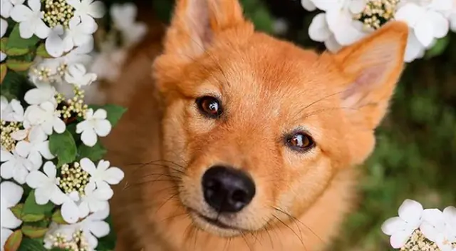 La traviesa Kiko de nueve meses causa sensación en Instagram por su peculiar talento. La traviesa Kiko de nueve meses causa sensación en Instagram por su peculiar talento.