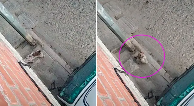 El perrito salió a dar un paseo por la calle.