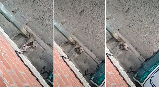 El perrito salió a dar un paseo por la calle.
